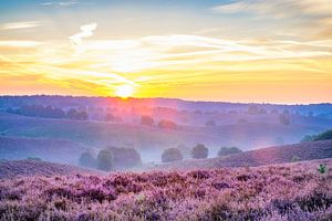 Sonnenaufgang über blühenden Heidekrautfeldern in den Hügeln
