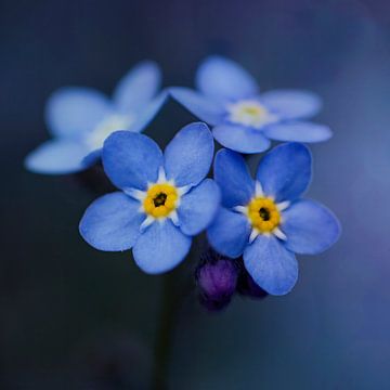 Makrofotografie, Nahaufnahme von Vergissmeinnicht von Joriali Fotografie und Gemälde