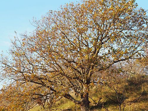 Une couronne aux couleurs de l'automne