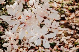 blossom by Chantal Osnabrugge