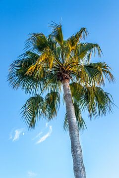 waaier palmboom in het mediterraan gebied langs de kust van de middellandse zee van Peter Buijsman