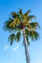 waaier palmboom in het mediterraan gebied langs de kust van de middellandse zee van Peter Buijsman thumbnail