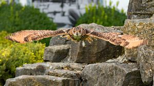 Spread you're wings. von Richard Lentjes