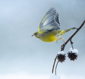 Le verdier déploie ses ailes