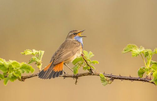 zingende blauwborst