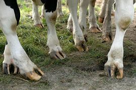 Koeienpoten by Wim van der Ende