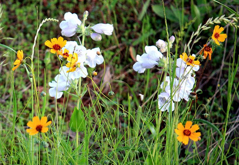 Wildblumen von erikaktus gurun
