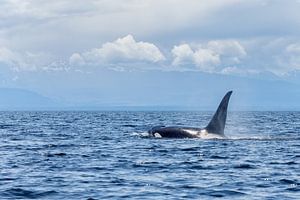 Orca in the open ocean von Menno Schaefer