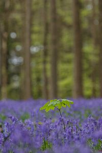 Het Hallerbos