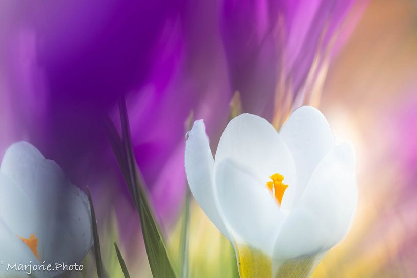 Colourful Spring by Marjorie Ruts