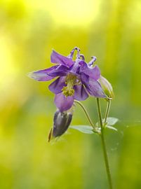 Purple columbine by Roger Trelou