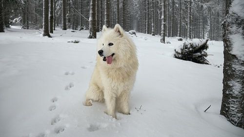 Samoyed