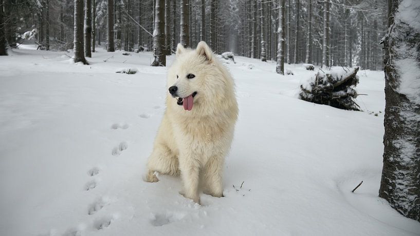 Samoyed by Bo Valentino