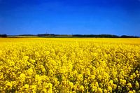 RÜGEN Kap Arkona - rhapsody in blue and yellow