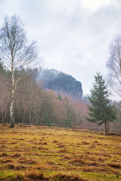 Bos in de mist in het Elbezandsteengebergte van Martin Köbsch