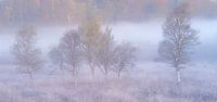 Panorama of Silver Birches in the Fog by Jurjen Veerman thumbnail