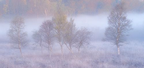 Panorama of Silver Birches in the Fog