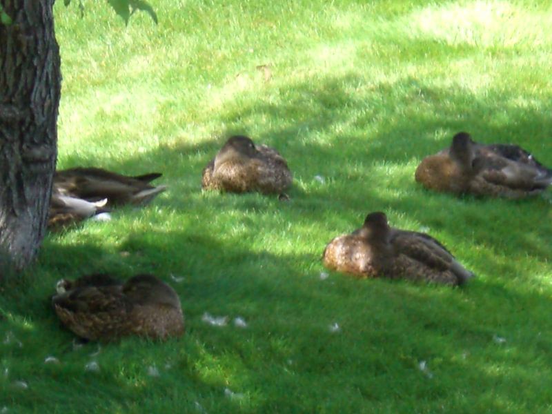 Eenden in Lethbridge van Veluws