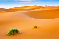Een plant in de Sahara