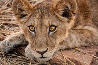 Lion Cub with hungry Amber colored eyes