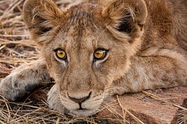 Lion Cub with hungry Amber colored eyes by Rudolfo Dalamicio
