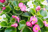 Begonia semperflorens