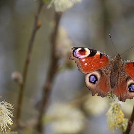 Papillon sur t de bruin