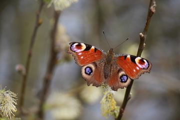 Schmetterling von t de bruin