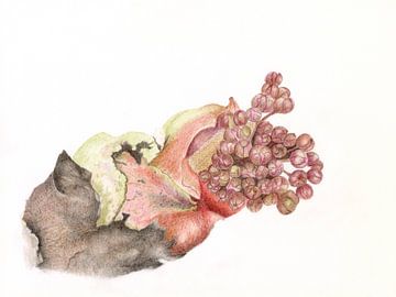 Groot Hoefblad Lente van Alexandra de Steur