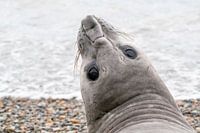 Ein neugieriger Seeelefant