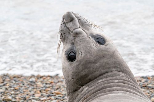 Een nieuwsgierige zeeolifant