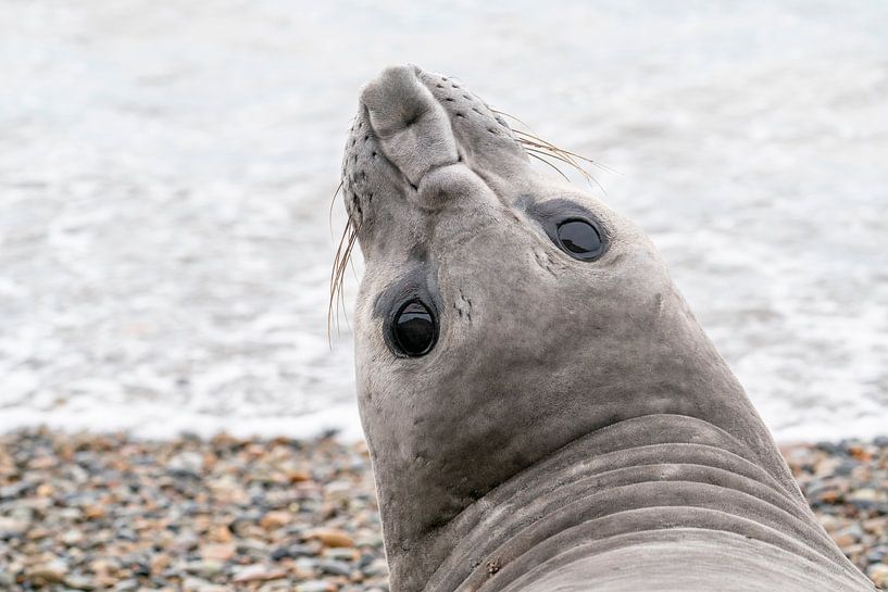 Un éléphant de mer curieux par RobJansenphotography