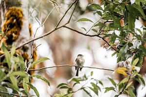 Oiseau sur une branche en lumière douce