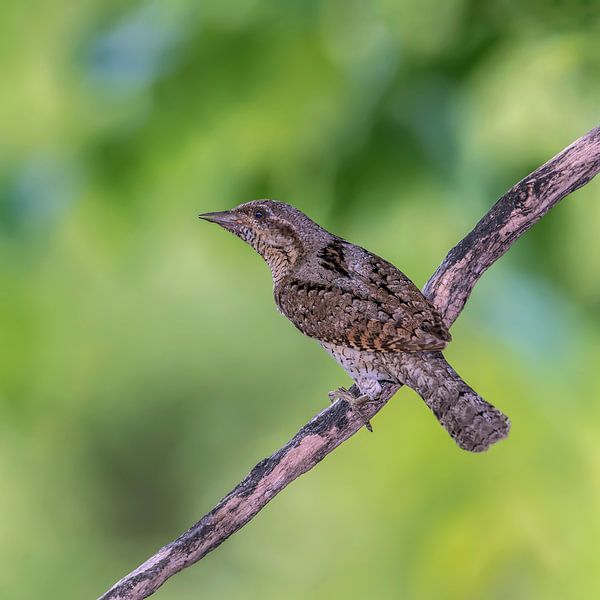 Swivel neck, Jynx torquilla. by Gert Hilbink