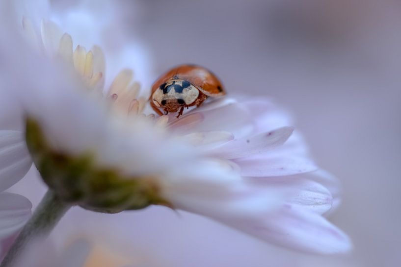 Ladybug by Kim de Been