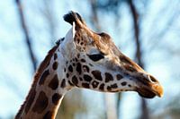 Schöne Giraffe vor der Linse auf Safari
