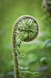 Erwachen des Farns