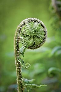 Erwachen des Farns