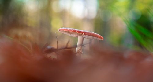 Mouche agarique entre les feuilles d'automne