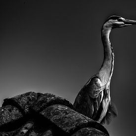 Metallic reiger van Jan van der Knaap