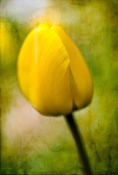 Gele tulp, lente van Rietje Bulthuis