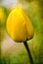 Gele tulp, lente van Rietje Bulthuis thumbnail