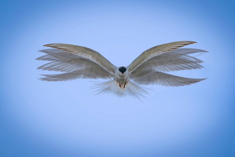 'Flugkunst' der Flussseeschwalbe von Hans Hut