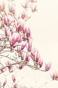 Magnolia boom van Marina de Wit