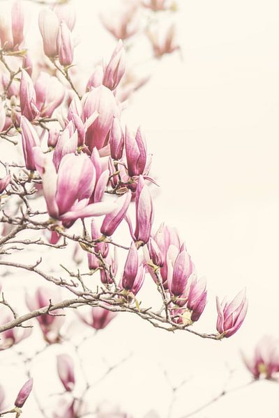 Arbre Magnolia par Marina de Wit