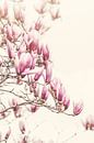 Magnolienbaum von Marina de Wit Miniaturansicht