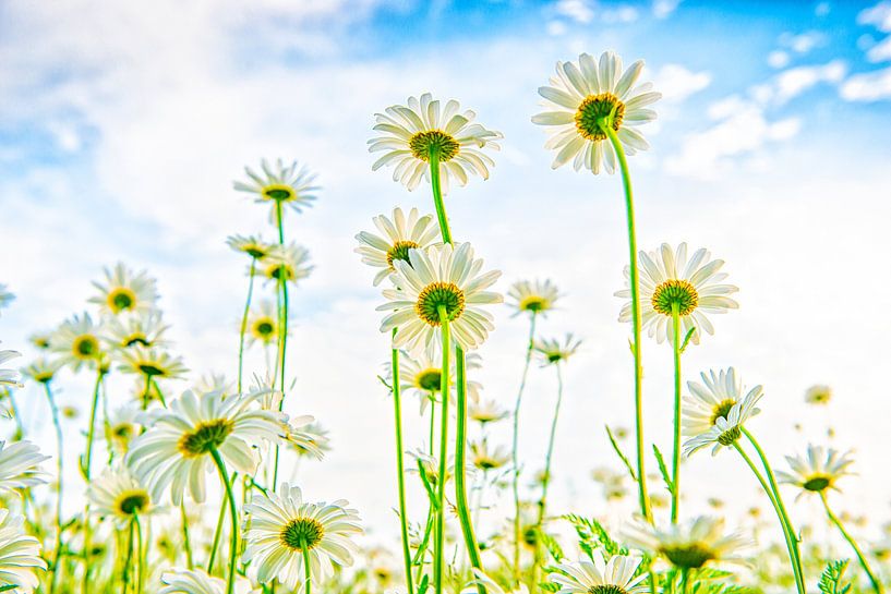 Ein Feld voller blühender Gänseblümchen. von Ron van der Stappen