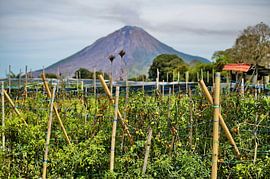 Ferme agricole sous le mont Sinabung fumant sur Frank Photos