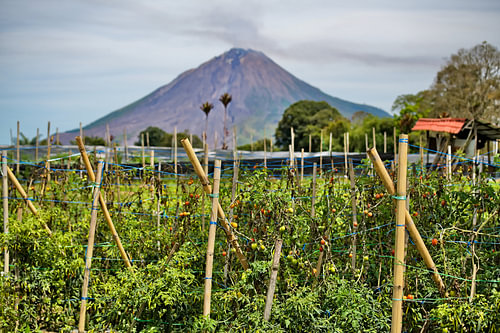 Boerderij aan de voet van de rokende berg Sinabung