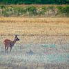 Ree in het grasland | Utrechtse Heuvelrug, Nederland van Sjaak den Breeje